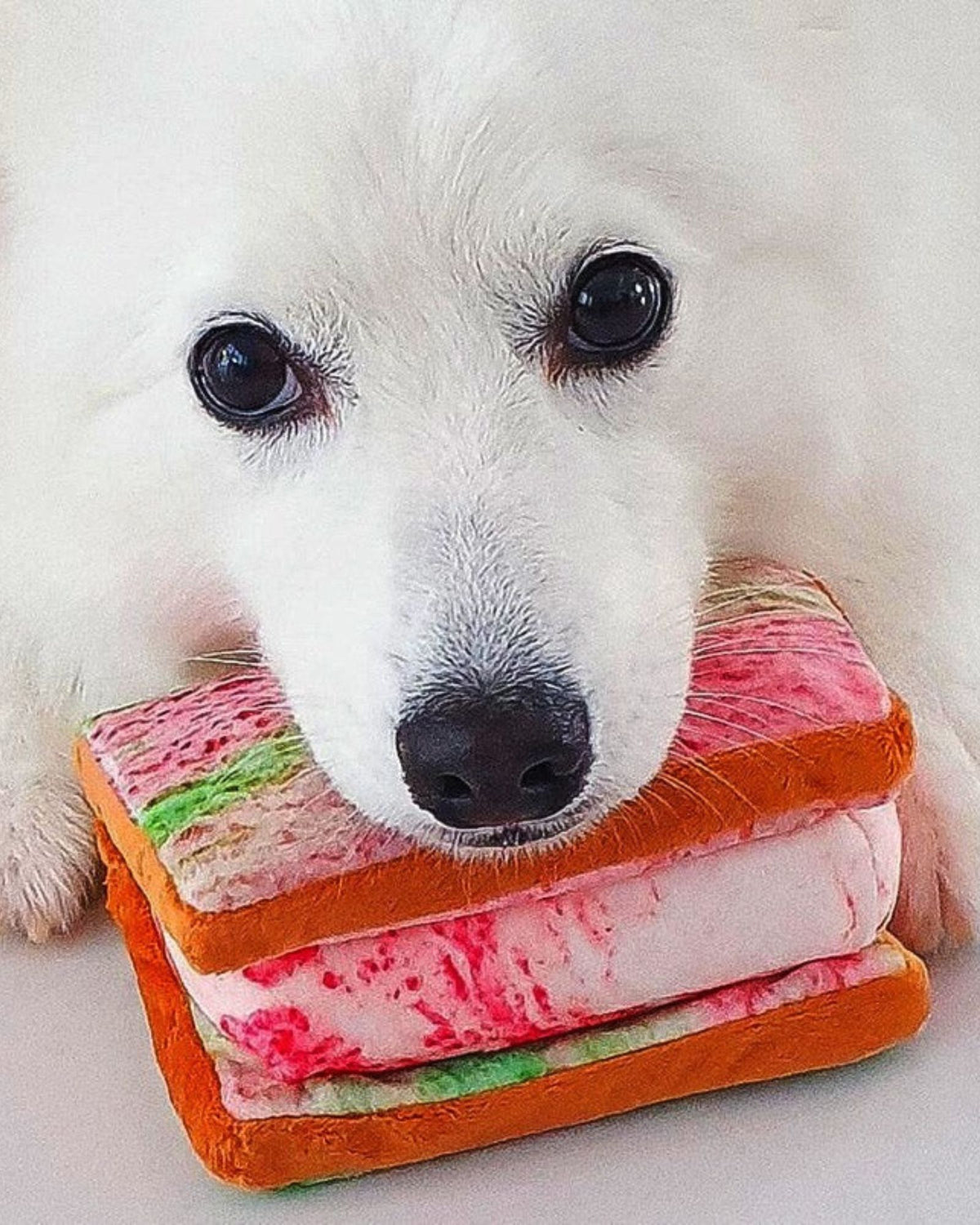 Ice Cream Sandwich Squeakie Pet Chew Toy
